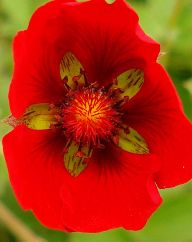 2013-08-18_Regina-F-Rau_Schachen_Blumen  (003).JPG